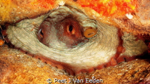 The hide-away octopus by Peet J Van Eeden 